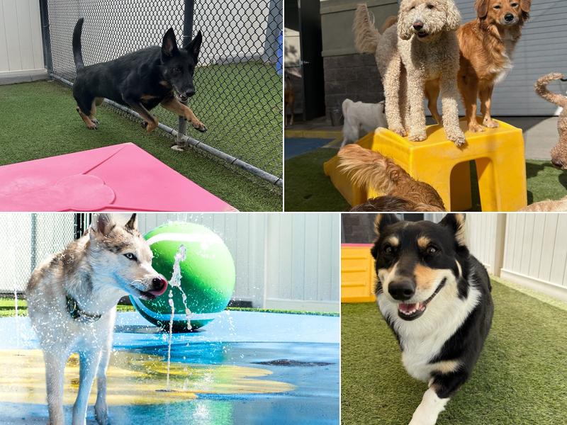 Paw Commons Pet Resort