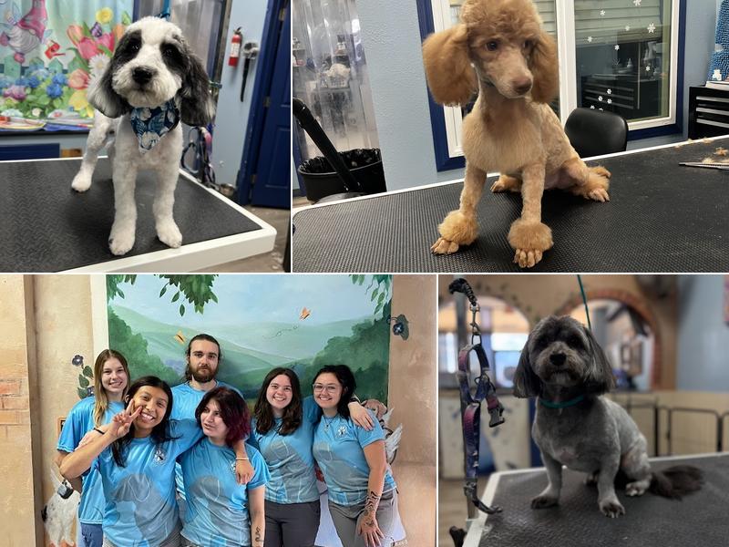 Paws With Claws Pet Spa