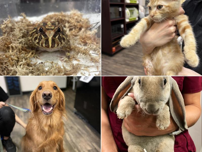 Little Critters Veterinary Hospital