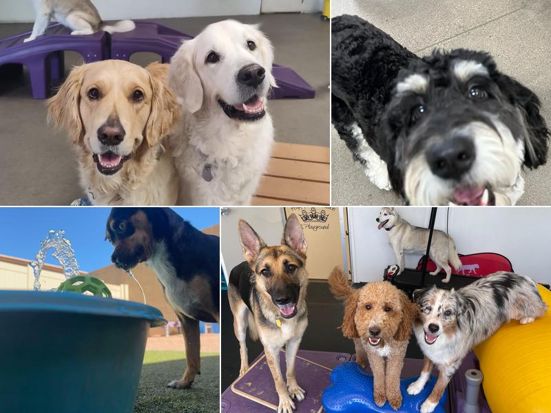 Happy Pets Palace and Playground