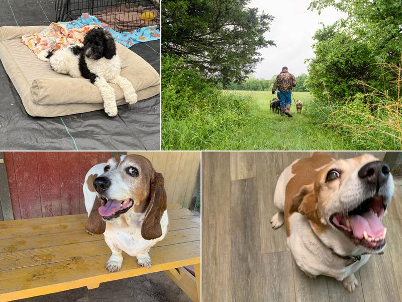 Ernie Boudreaux's Doggie Dude Ranch