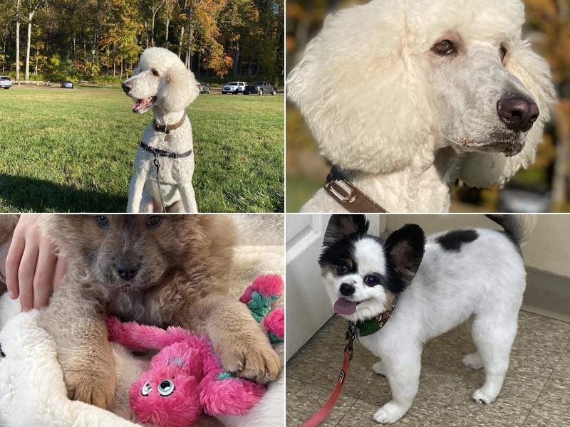 Hot Diggity Dog Grooming Parlor