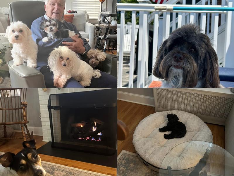 No Place Like Home pet sitting