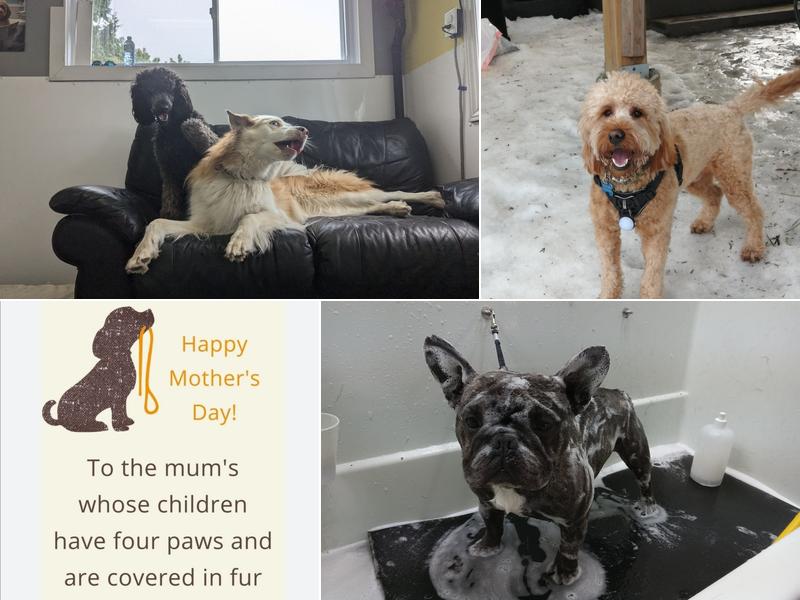 The Pet Agree Grooming