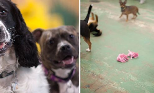 The Dog Stop - Middletown, Delaware