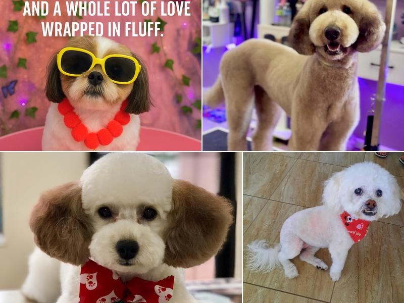 Fancy Paws Dog Grooming