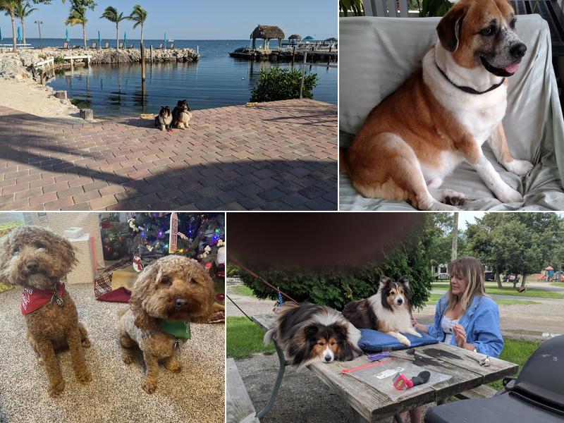 Animal Kingdom Spa & Resort