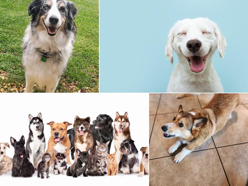 Treasure Coast Pet Sitter