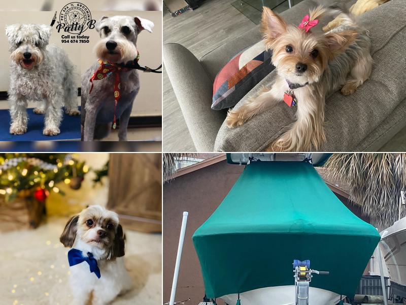 Pet Spa Grooming By Patty B