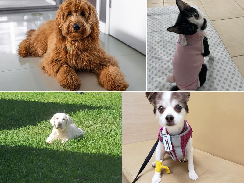 Broward Veterinary Specialists