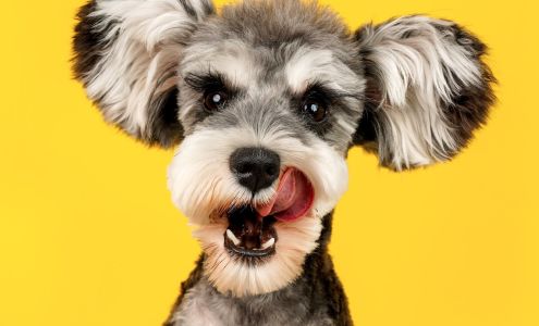 Arman's Pet Grooming