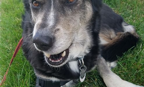 Institute of Veterinary Specialists