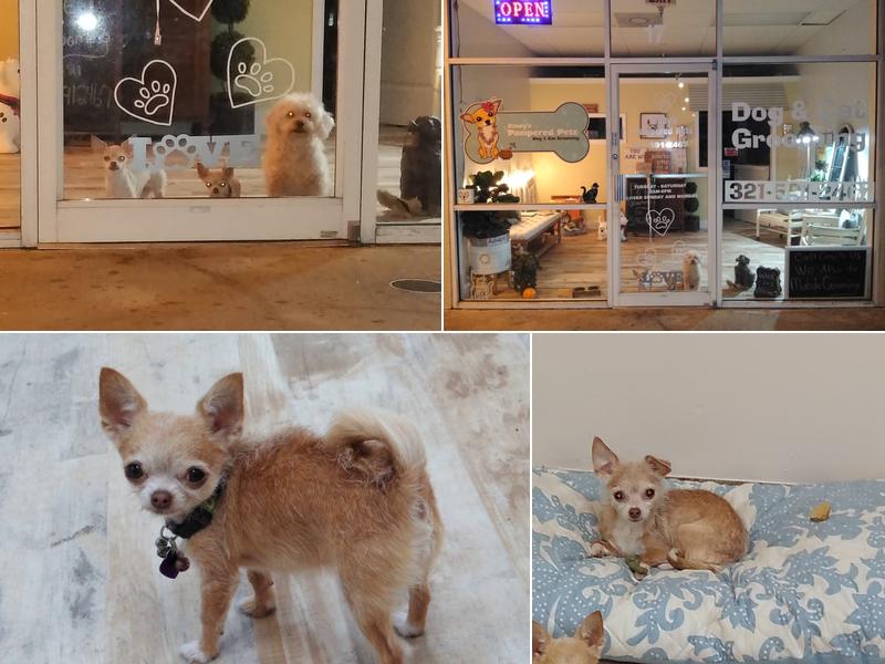 Cindy's Pampered Pets