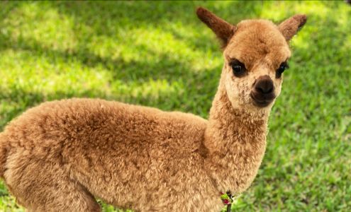 Exotic Animal Parties