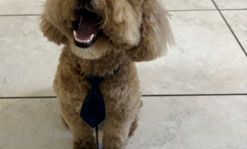 Miami's Pet Grooming