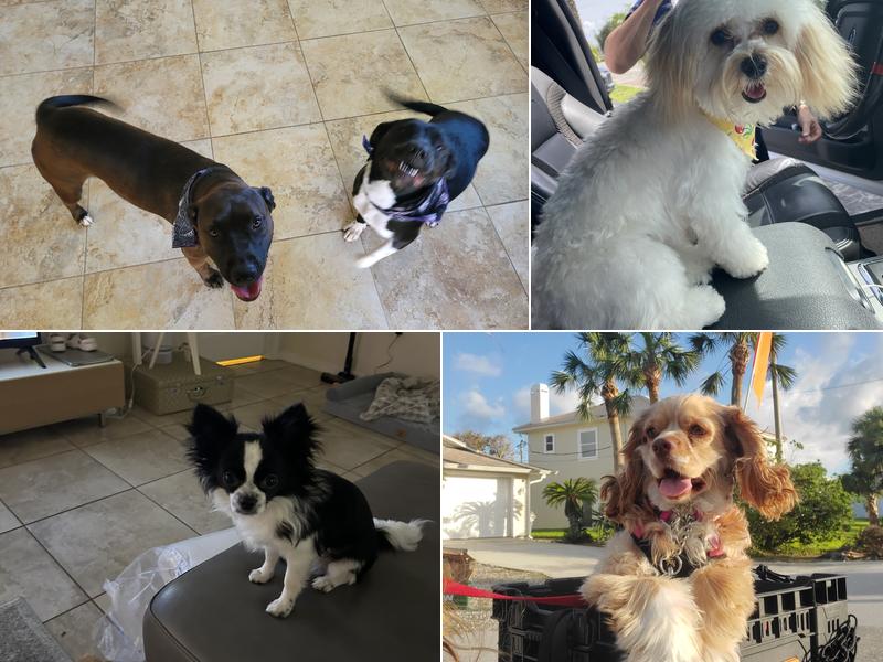 Reigning Cats & Dogs Inc