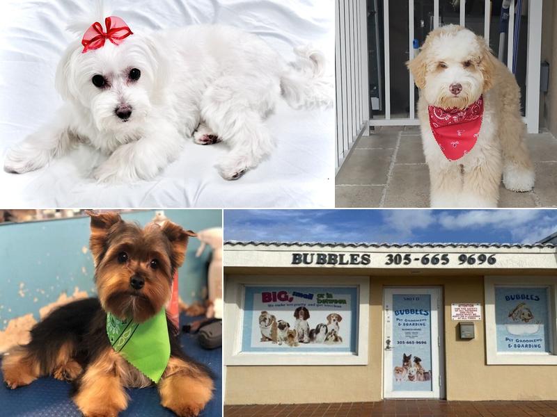 Bubbles Pet Grooming