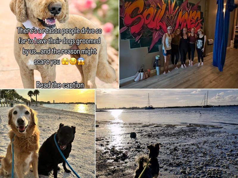 Essential Paws Island Resort