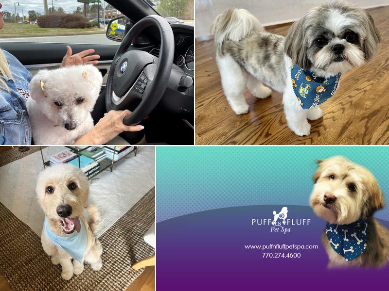 Puff n Fluff Pet Spa