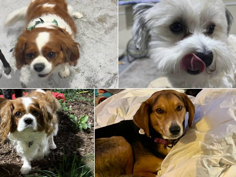 Cozy-Pawz Accommodations, LLC