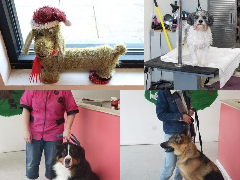 Auntie Puppy's Pet Spa, LLC