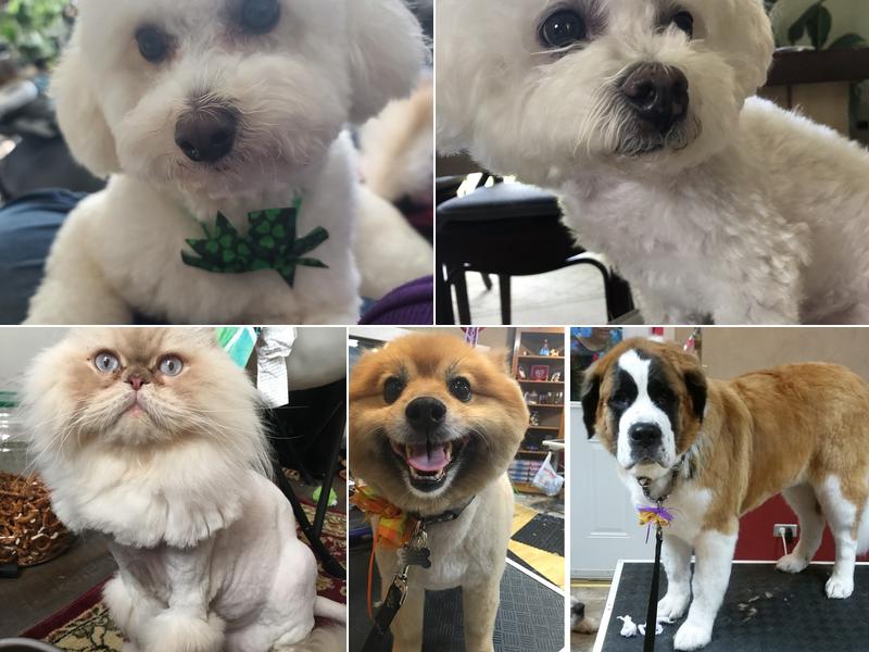 The Hairy Hound Inc.