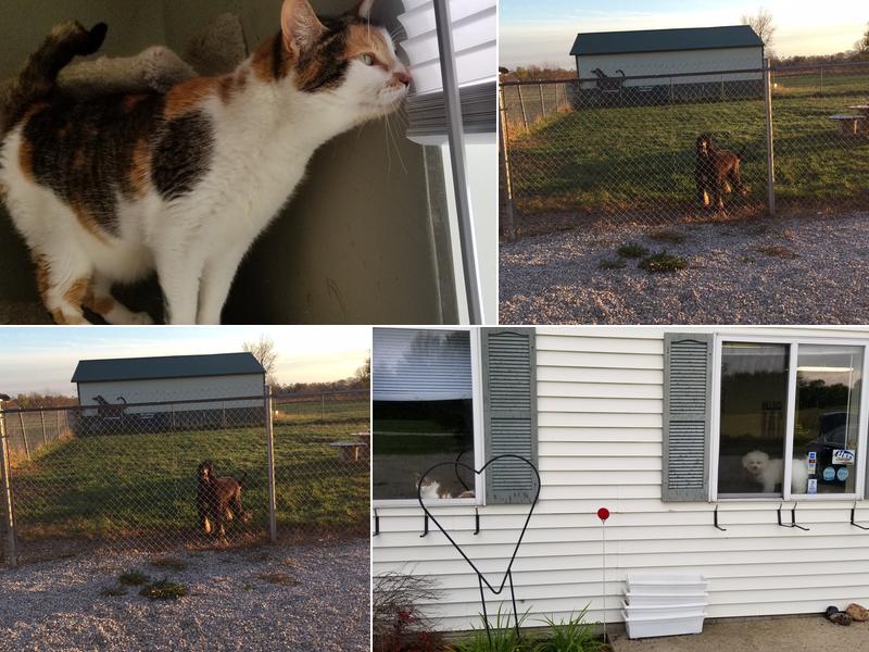 Greater Peoria Pet Resort