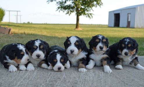 Central Illinois Puppyland