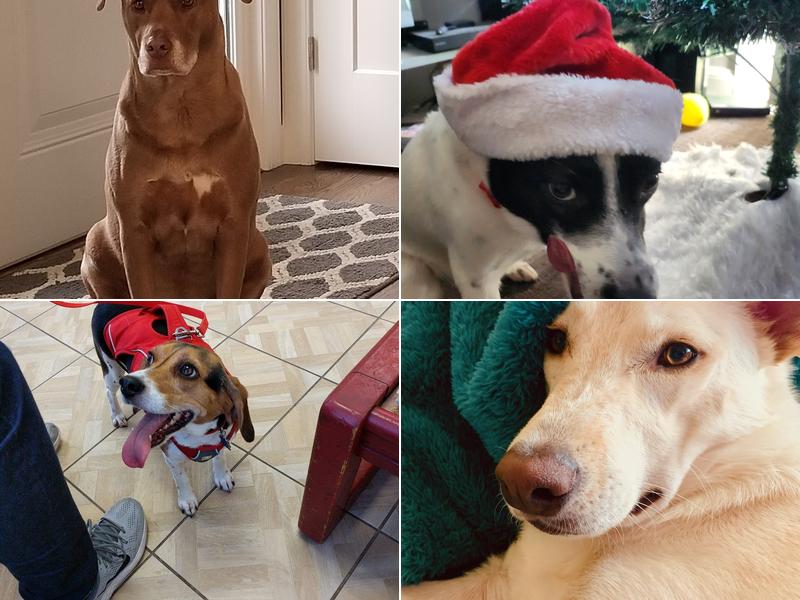 A Central North Animal Hospital