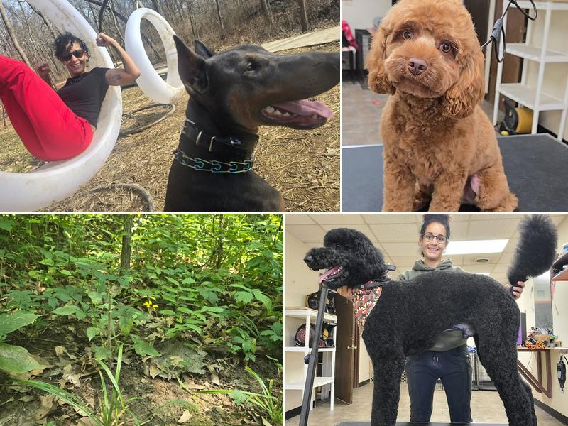 Bones n Combs Dog Grooming