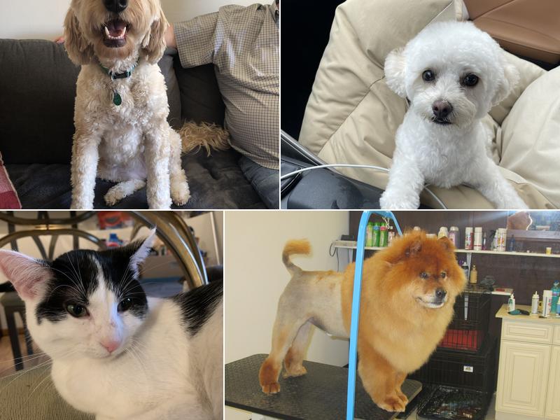 a&b scissor hands we groom all dogs and cats