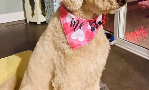 Canine Corner - Woodridge, IL