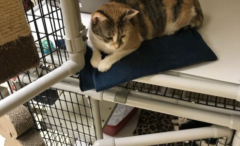 Kings Harvest Pet Rescue No Kill Shelter