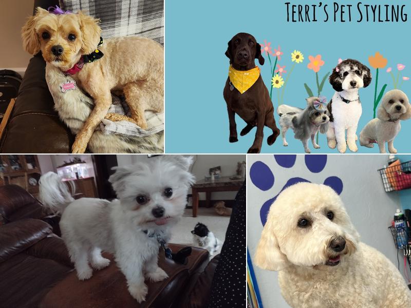 Terri's Dog Styling School