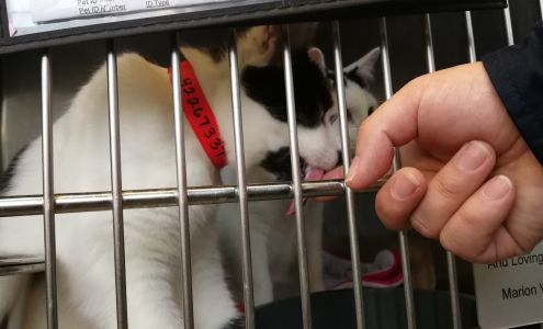 The Anti-Cruelty Society