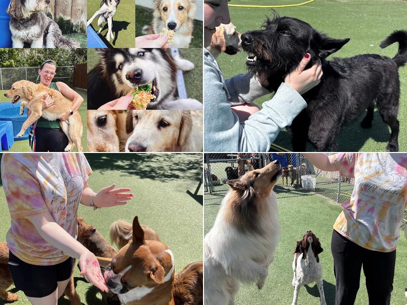 Pampered Pets Bed & Biscuit