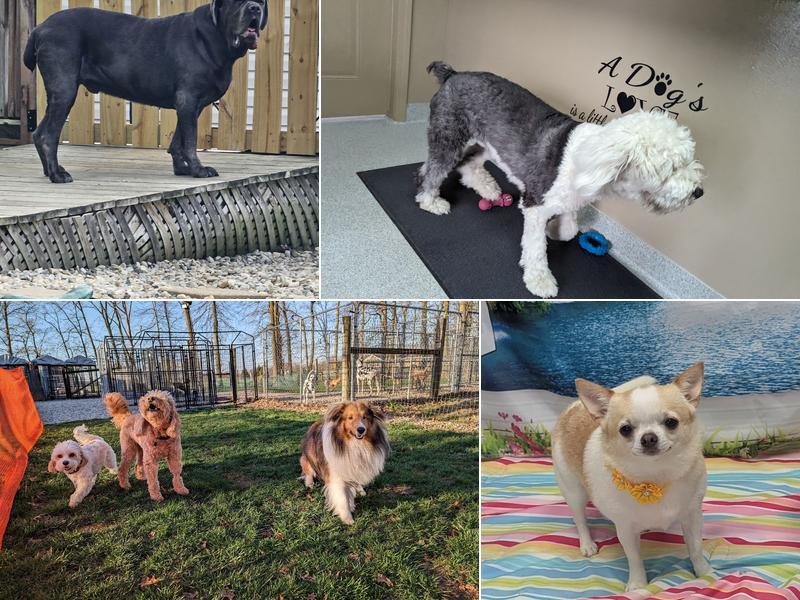 Heavenly Care Kennels