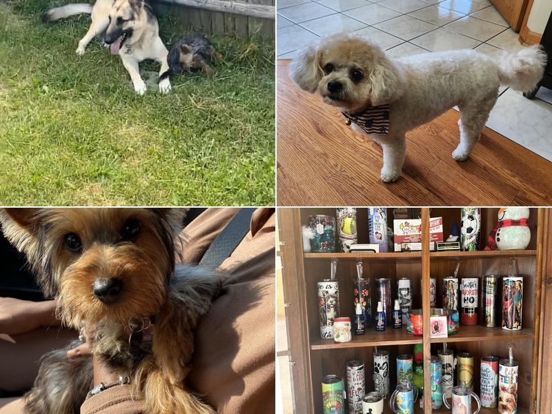 Dal Santo’s Doggie Stylez Grooming Salon