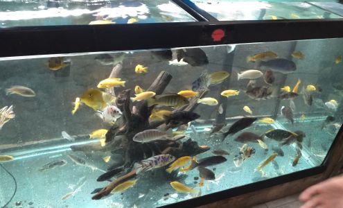 Northside Aquatics LLC