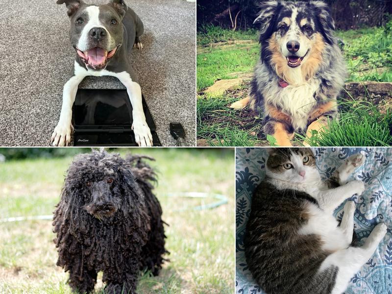 Heart's Ease Veterinary Care