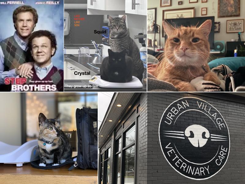 Urban Village Veterinary Care