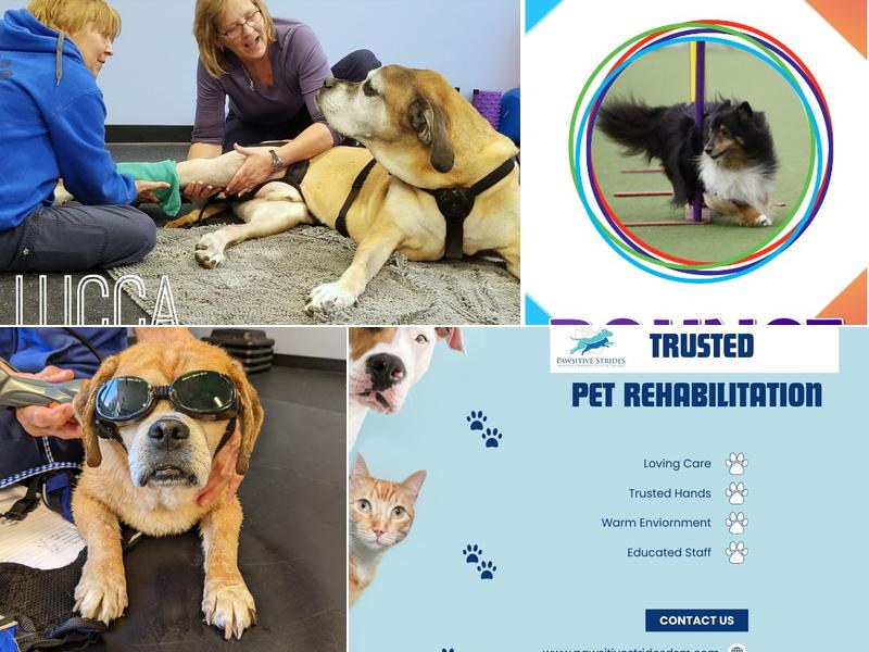 Pawsitive Strides Veterinary Rehabilitation and Therapy