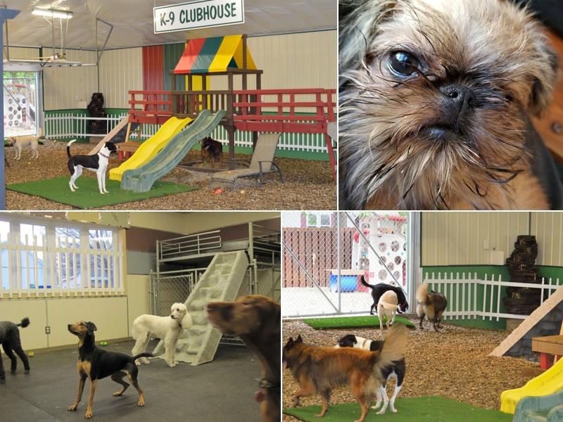 Canine Corner & Cats Too