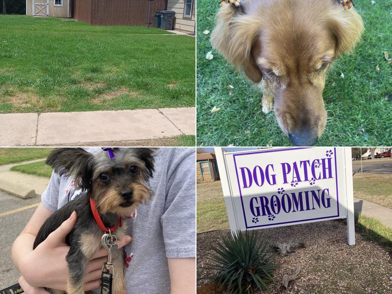 Dog Patch Grooming