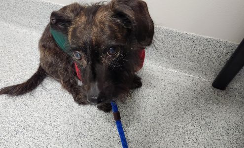 Companion Animal Dentistry