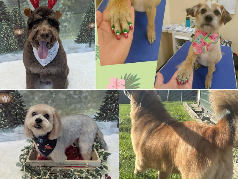 Pawlished Pets Salon & Spa