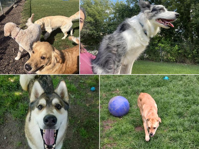 Wag 'N Tails Pet Resort