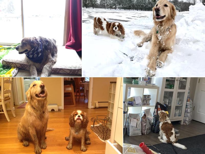 Veterinary House Calls