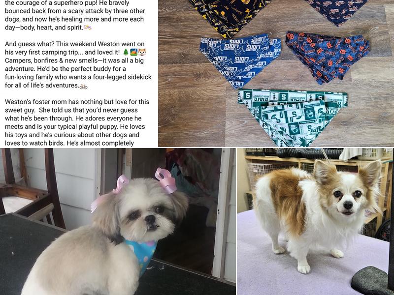 Erikas Small Breeds Dog Grooming