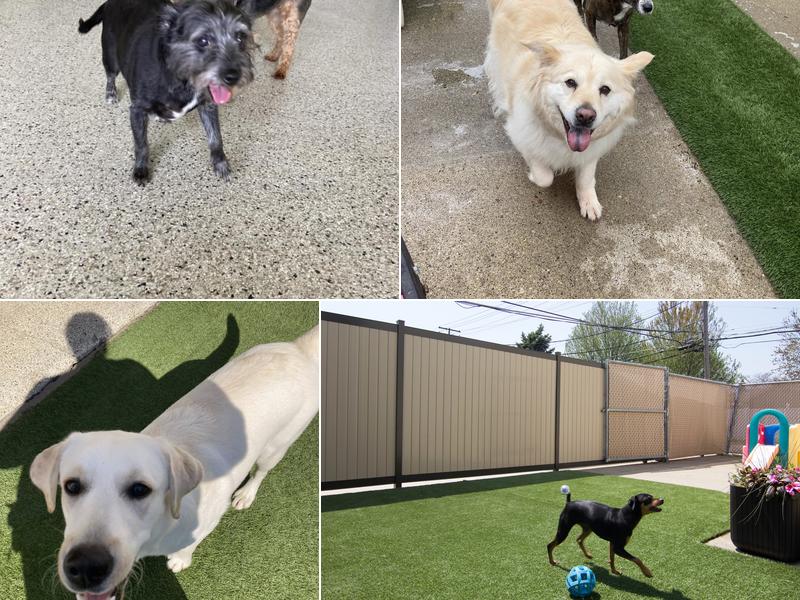 Beaches Pet Resort & Training Center